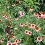coneflowers