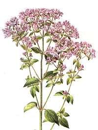 herb illustration
