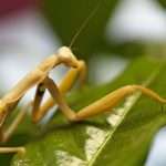 Praying Mantis