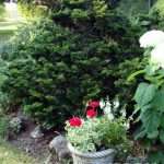 hinoki cypress
