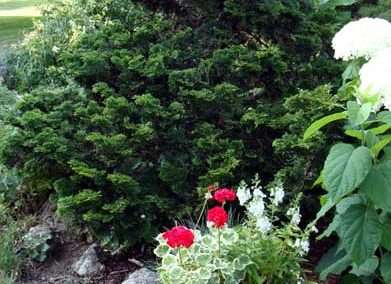 hinoki cypress
