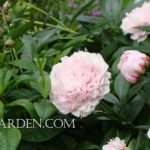Peony