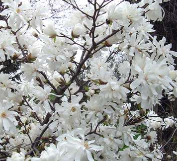 star magnolia blooms