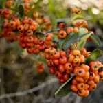 pyracantha coccinia
