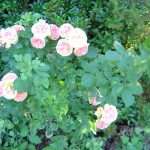 alchymist rose in my garden