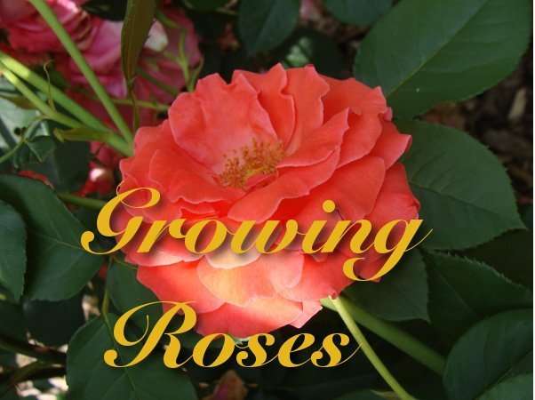 coral rose