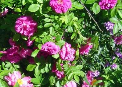 rose and peony
