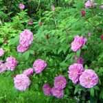 rugosa