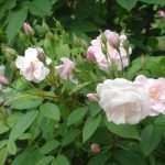 heirloom rose