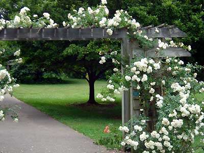 rose arbor
