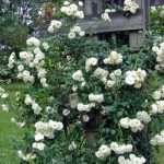 Old Roses: New Dawn