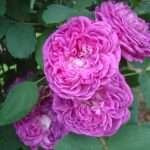 old fashioned rose