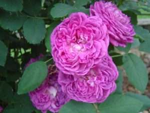old fashioned rose