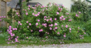 therese bugnet rose