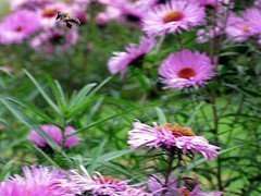 Aster nova-anglae