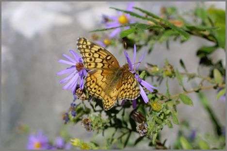 Fall aster flowers photo by Elizabeth a.Sellers