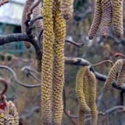 march catkins catkins