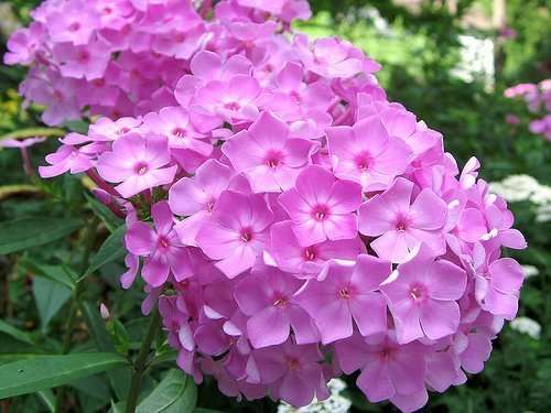 phlox is a stalwart Garden Phlox