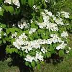 shasta viburnum