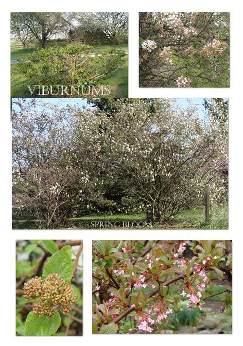 spring blooms on my viburnum shrubs