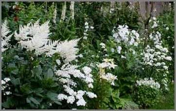 Make a Moon Garden