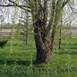 willow in spring