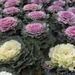 Flowering Cabbages