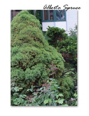 alberta spruce