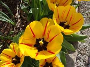perennial tulip