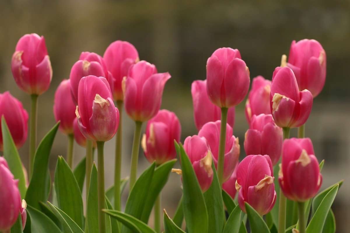 tulips
