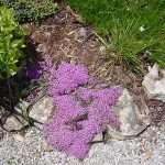 pink flowering thyme