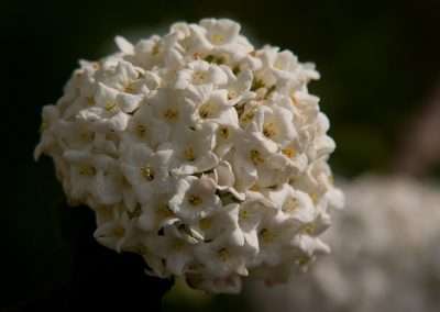 V. carlesii