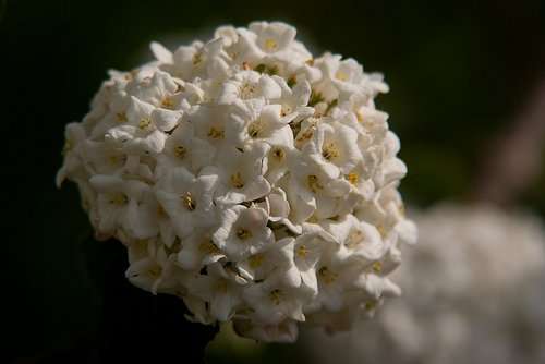 V. carlesii