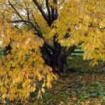 sweet cherry tree