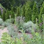 arborvitae