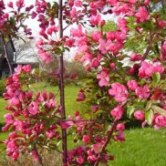 pink crabapple