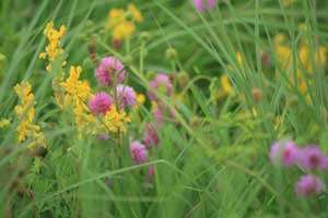 prairie flowers Forbs looking like bright stars in a firmament of green