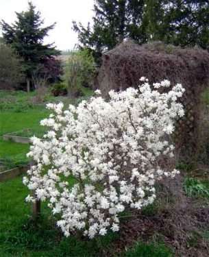 magnolia stellata, star magnolia