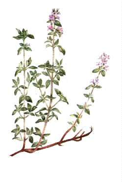thyme