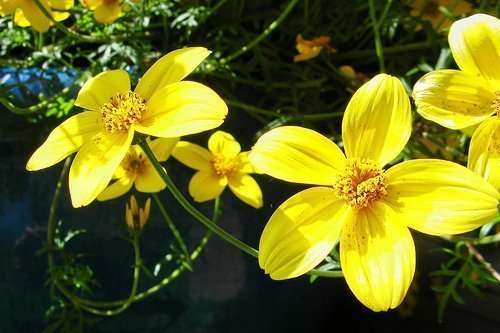 threadleaf coreopsis
