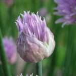 chive blossom photo by Captain-tucker