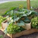 vegetable garden