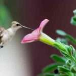 hummingbird and petunia