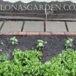 clay loam