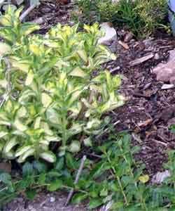 variegated sedum
