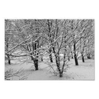Winter Ash Trees 