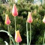 Blushing Lady tulips