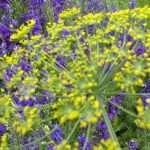 dill flower