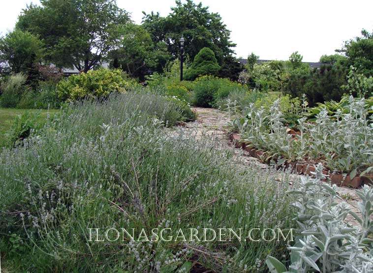 Garden Pictures Worth A Thousand Words