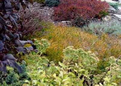 foliage colors